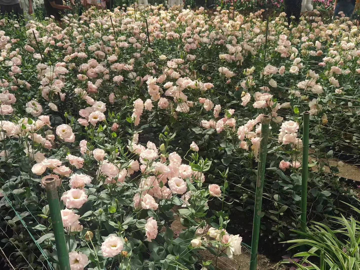 ?【2025长春农博会最新攻略】8月必打卡