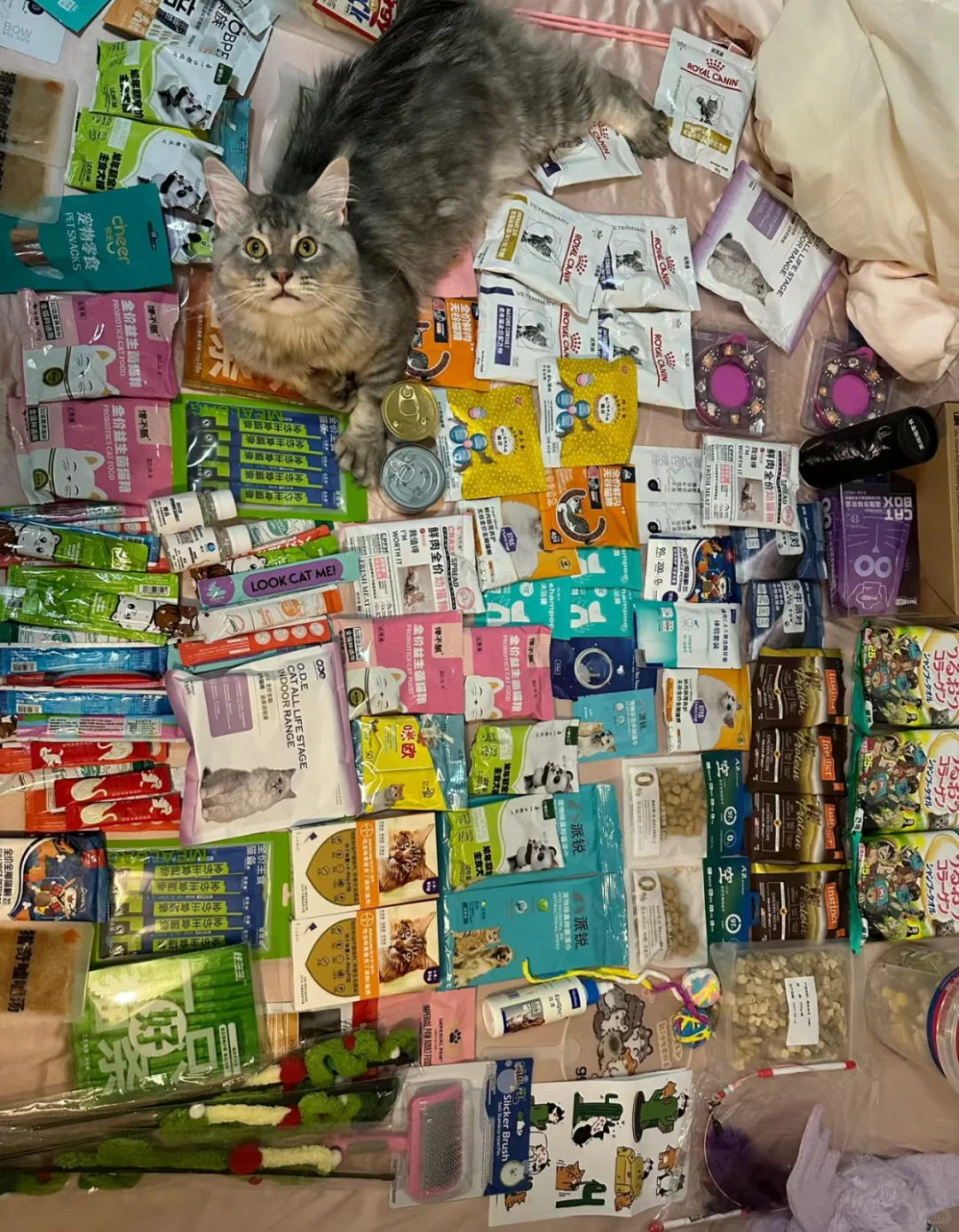 深圳宠物展特价票仅20,薅羊毛可以薅3天