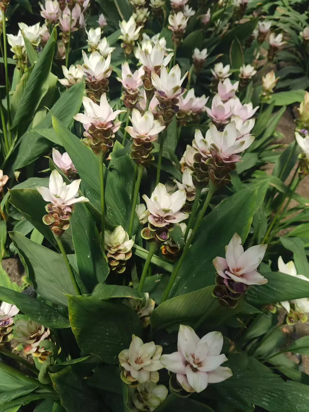 ?【2025长春农博会最新攻略】8月必打卡