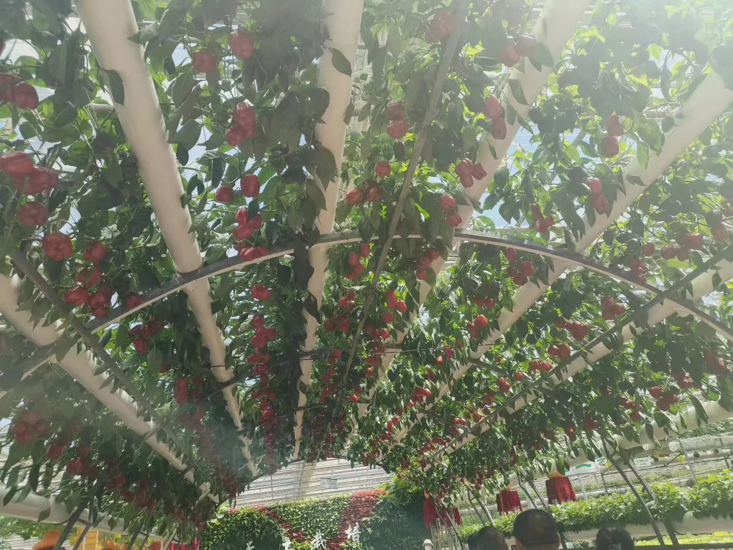 ?【2025长春农博会最新攻略】8月必打卡