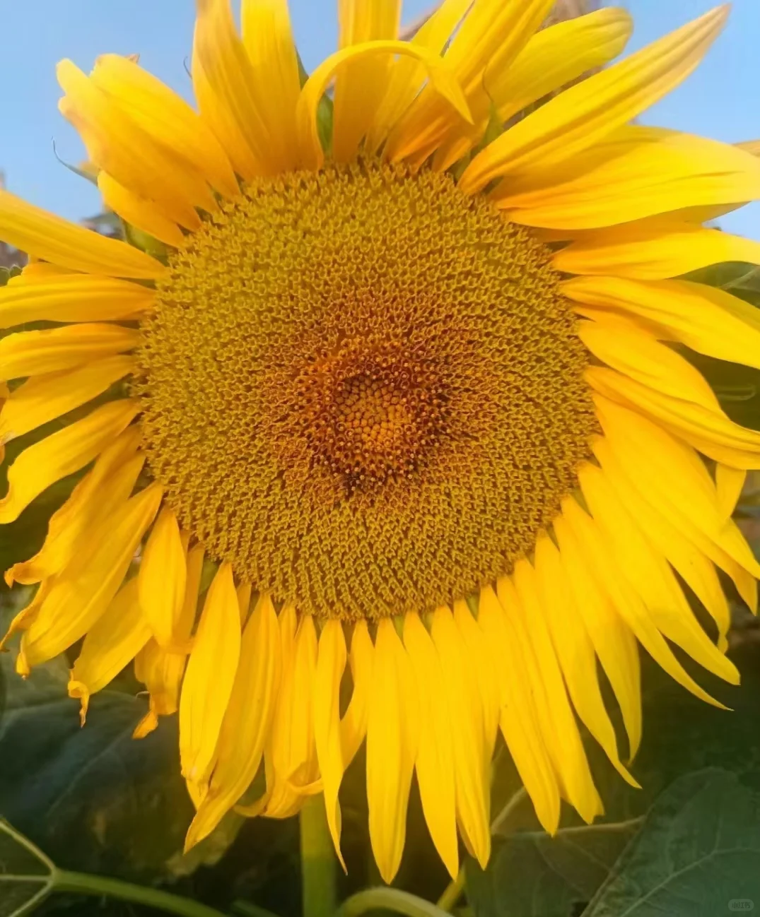 50岁大龄阿姨，还能再结婚吗？