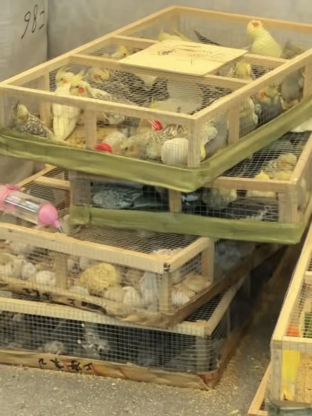 2025亚宠展 E5B01 不爱请别伤害