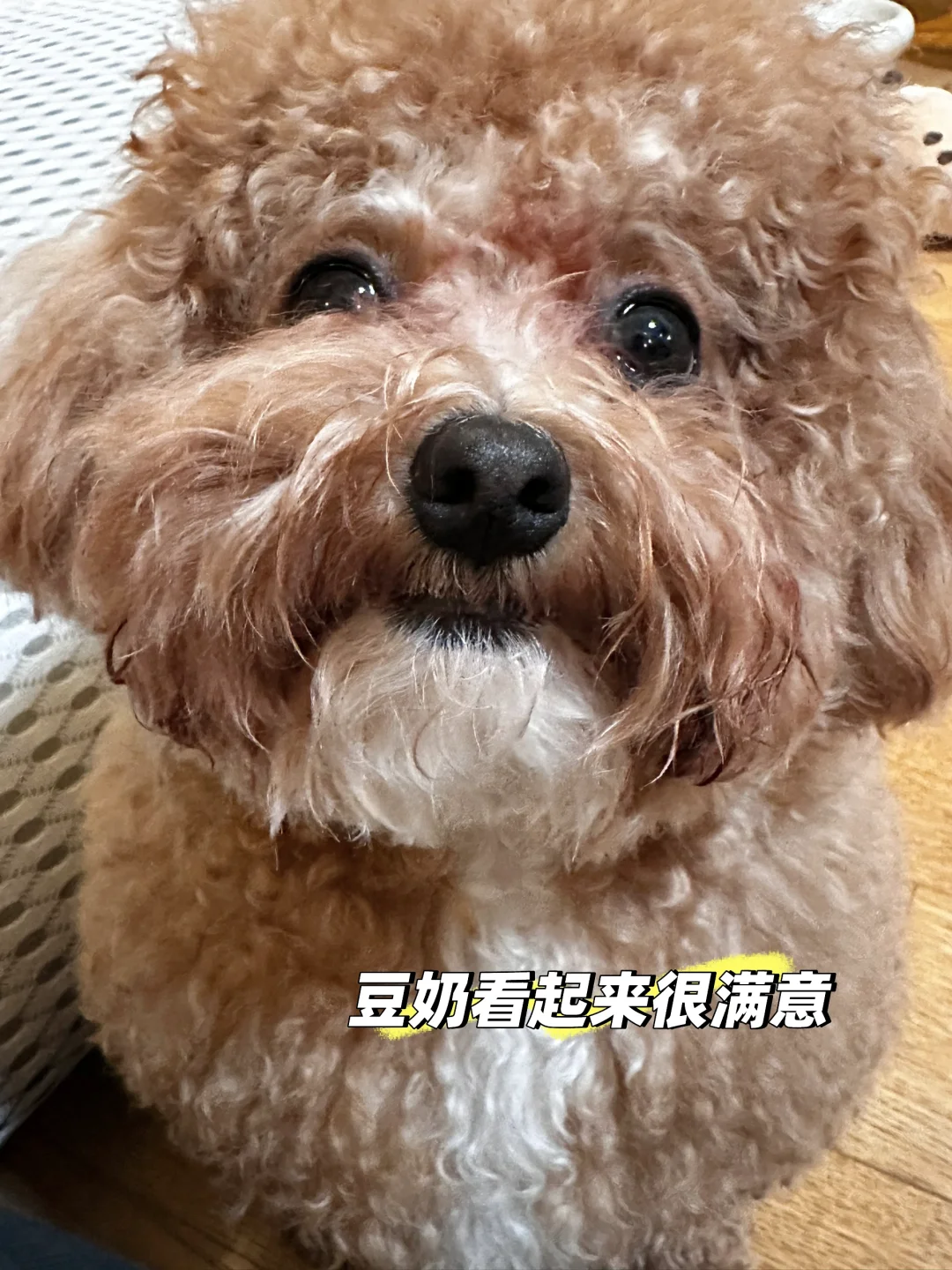 亚宠展攻略（文字版）