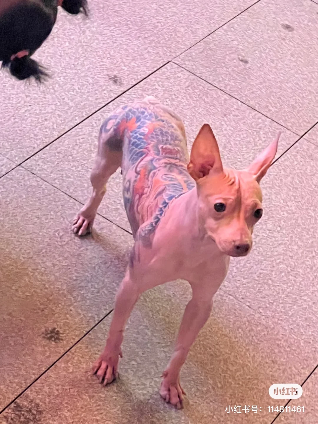 亚宠展纹身狗主人就在这几家工厂之中