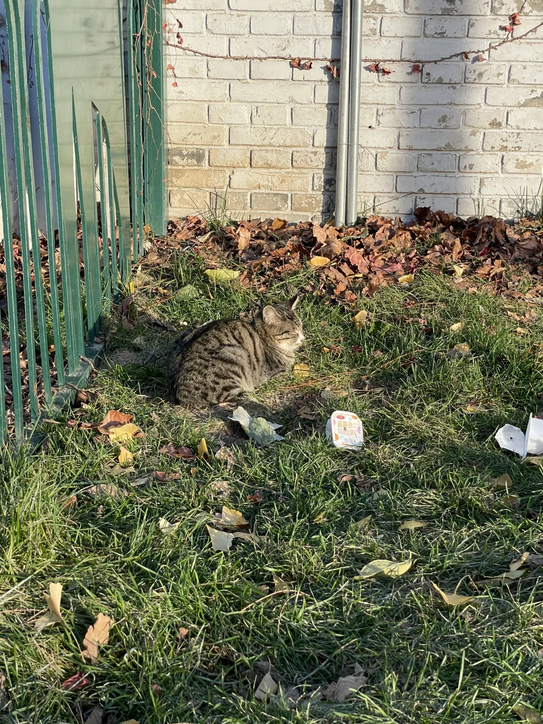 养在园子里的狸花