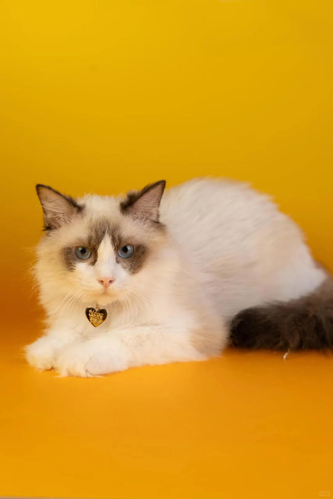 #养宠大作战#宠物友好生活