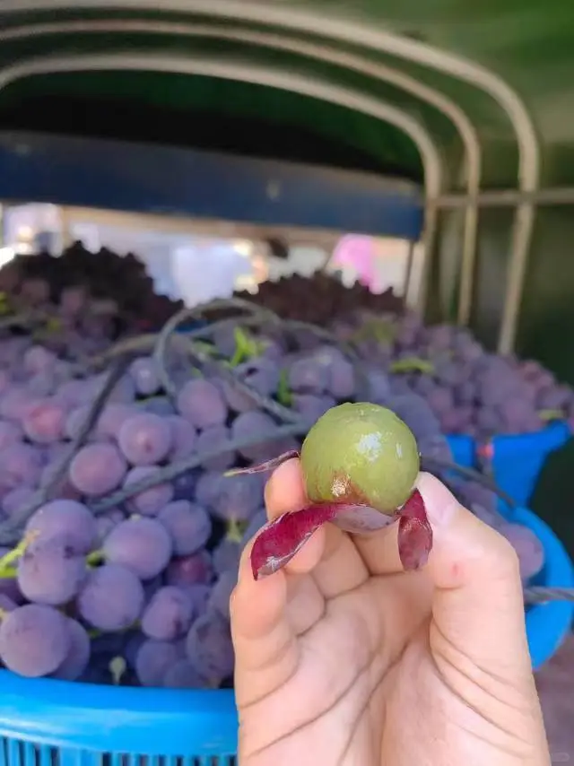 社区团购，你愿意选择全品类还是打爆单品