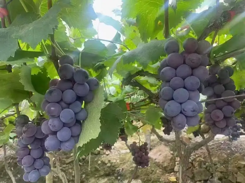 社区团购，你愿意选择全品类还是打爆单品