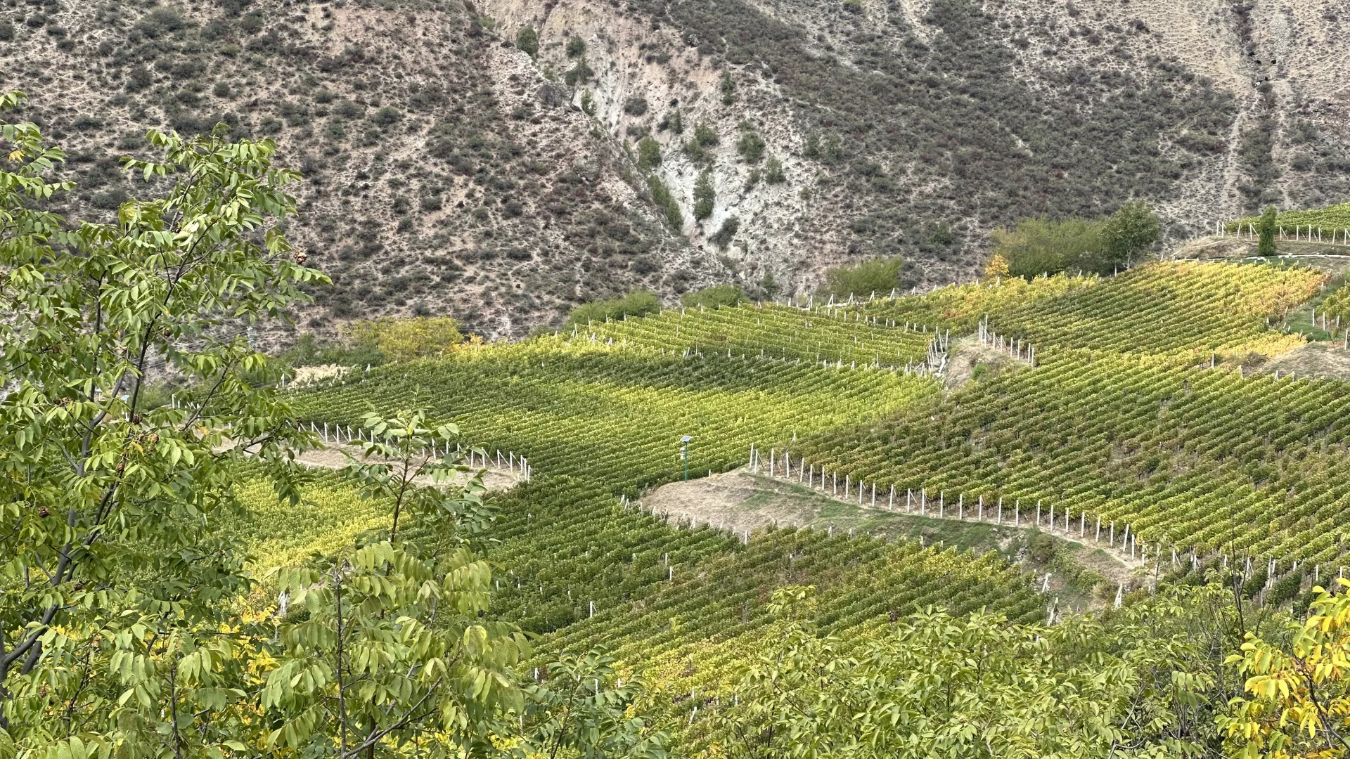 2025第三届梅里雪山国际葡萄酒推介会