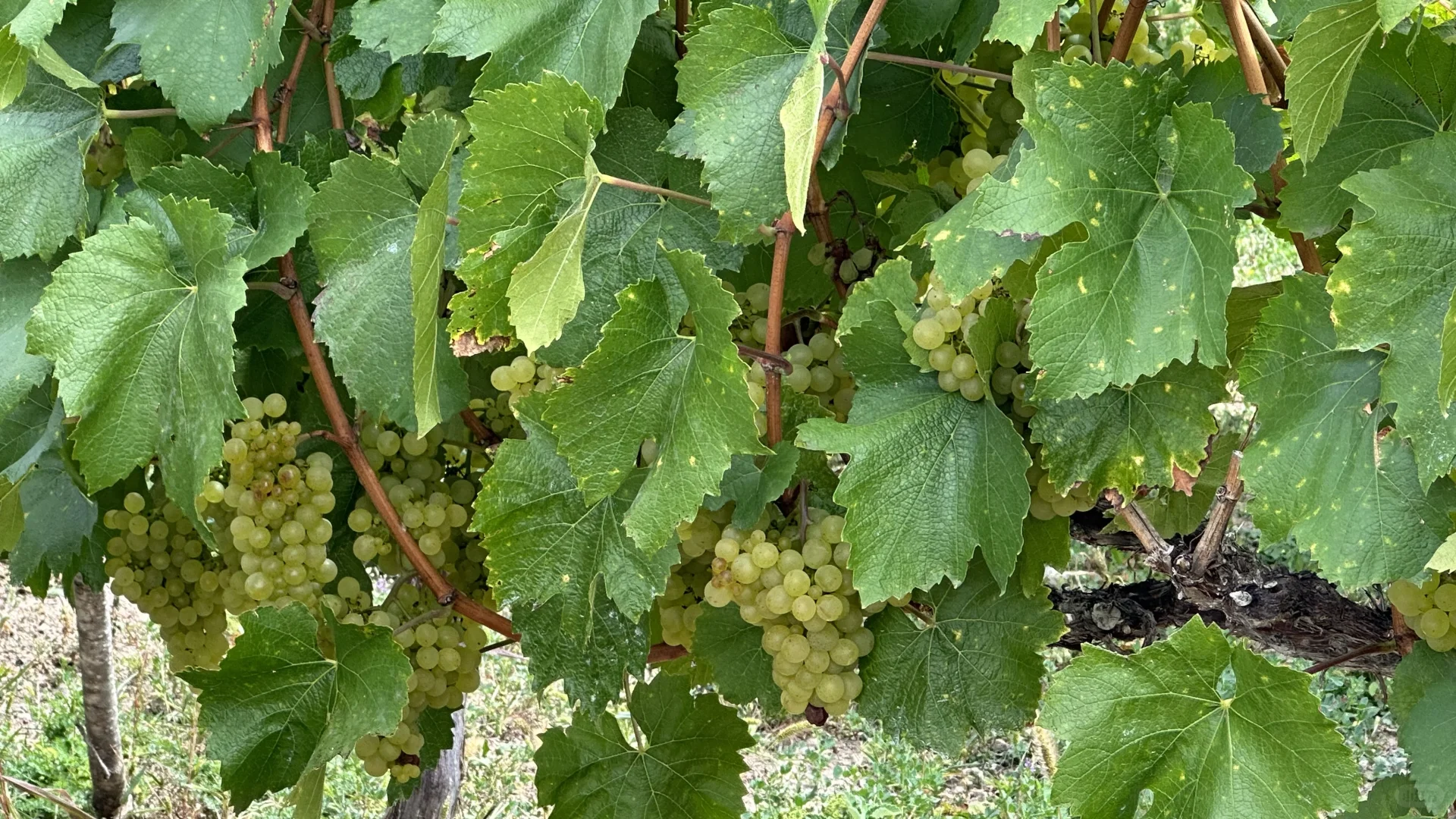 2025第三届梅里雪山国际葡萄酒推介会