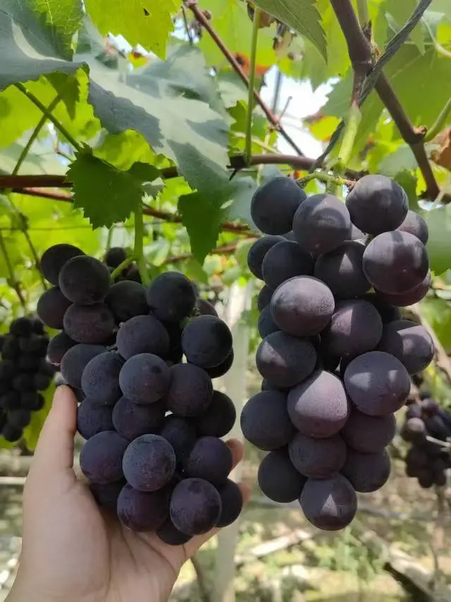 社区团购，你愿意选择全品类还是打爆单品