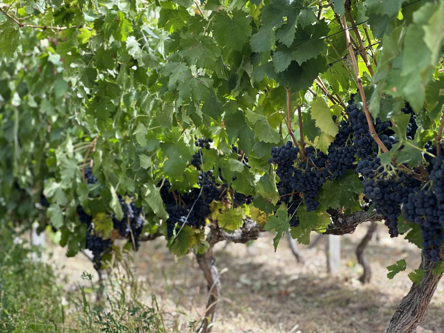 2025第三届梅里雪山国际葡萄酒推介会