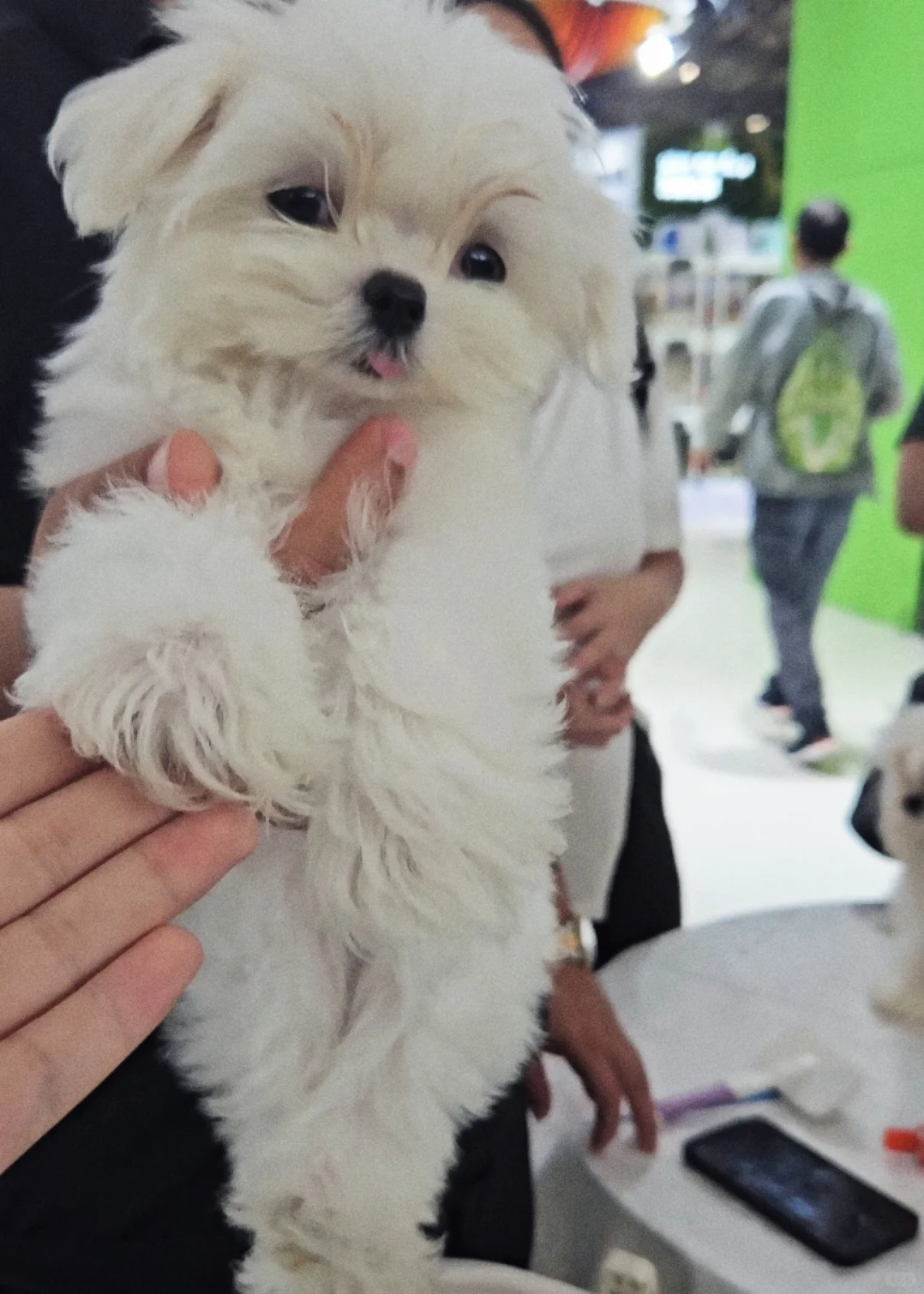 8.22亚宠展逛到腿麻！谈谈怎么正确逛展