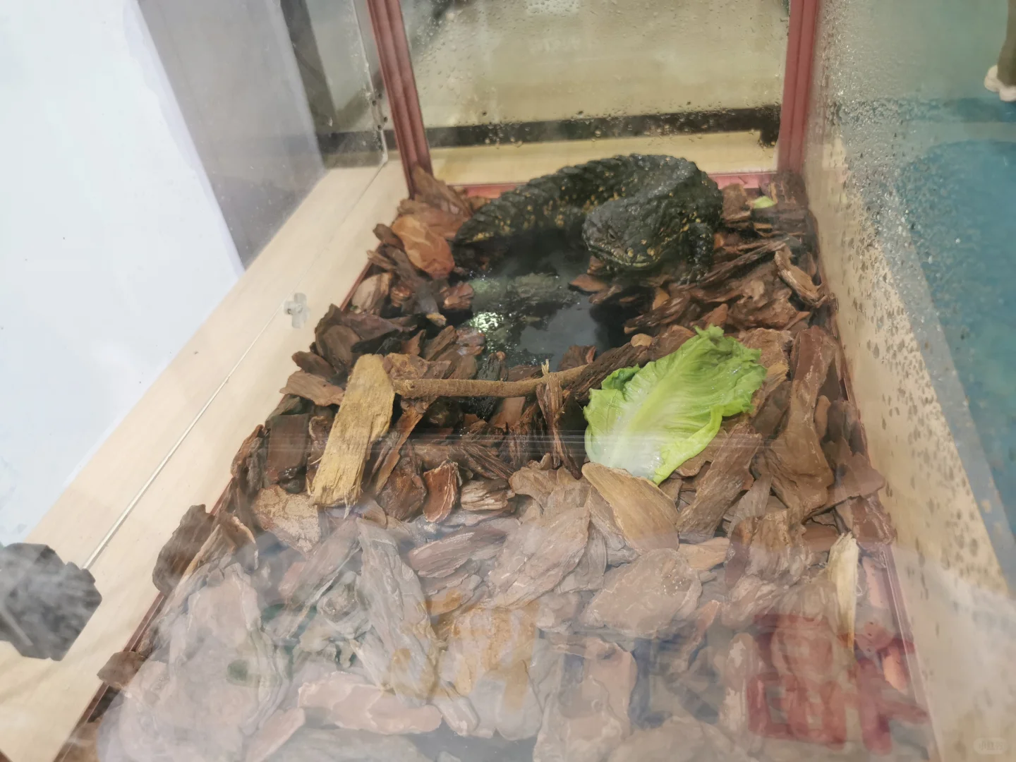 亚宠展不错，明年不来了