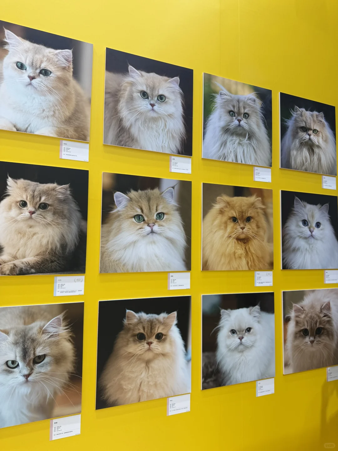 亚宠展DAY1太丰富啦