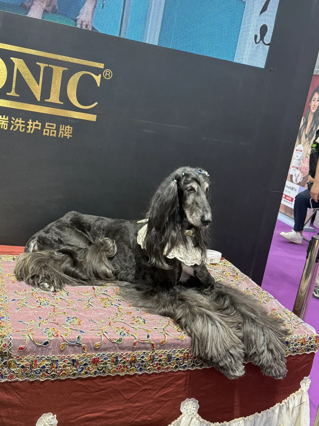 亚宠展DAY1太丰富啦