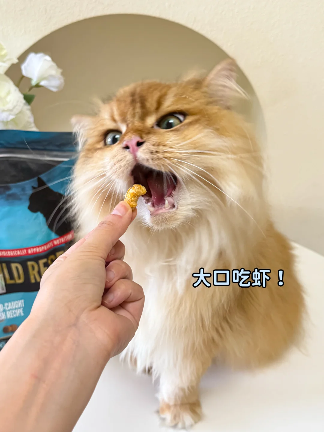 亚宠展薅羊毛全攻略，养宠人这篇够你抄作业