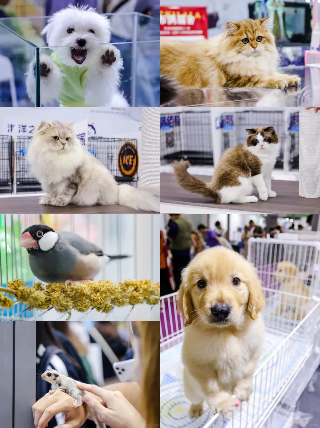 铲屎官必冲！亚宠展又来啦@杭州