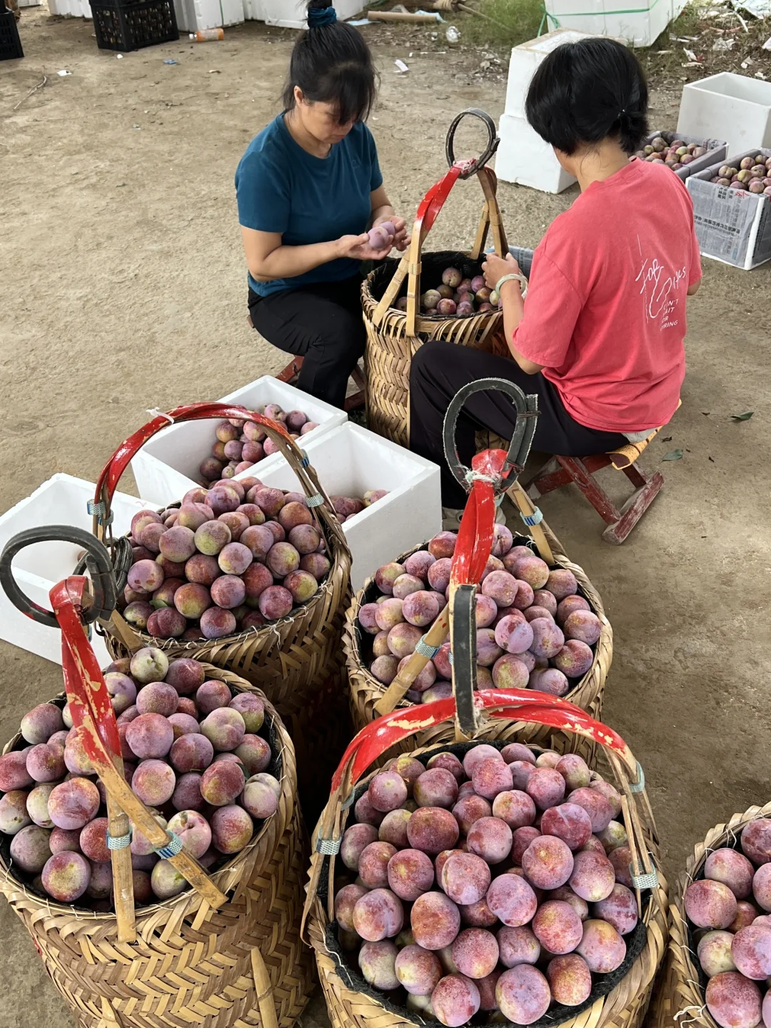 走进大山的农产品展销会！芙蓉李今年太便宜