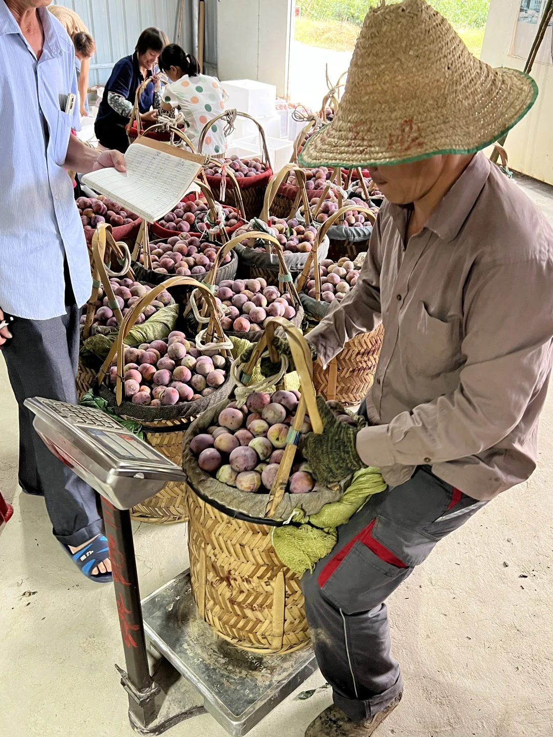 走进大山的农产品展销会！芙蓉李今年太便宜