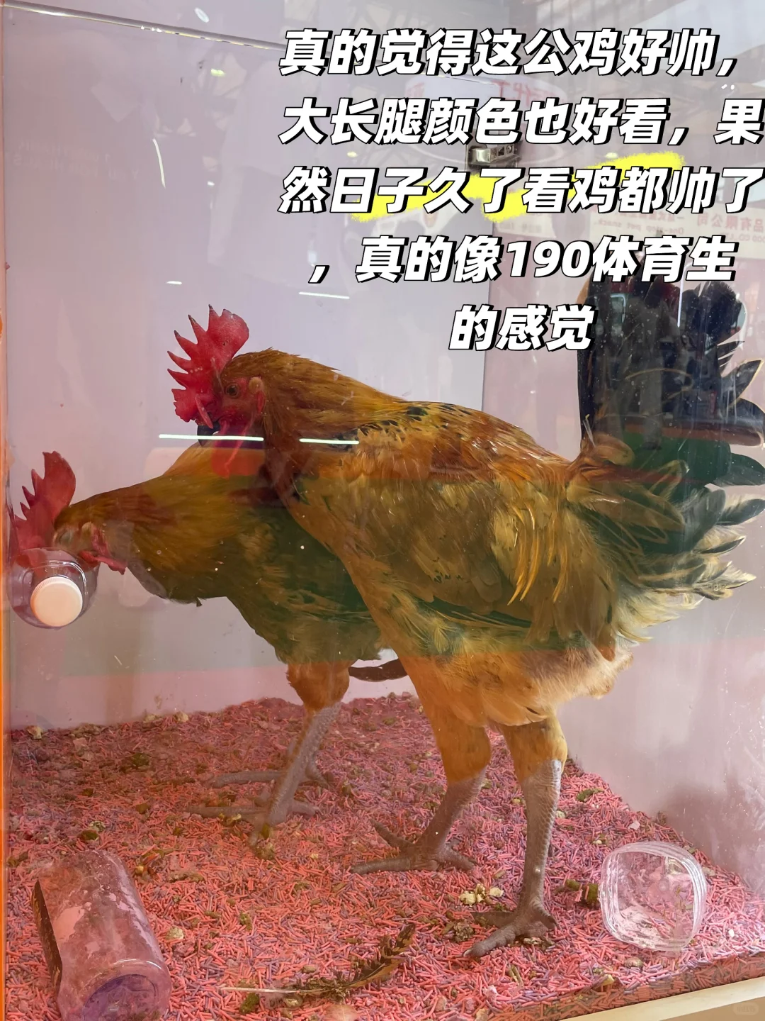 亚宠展三年不排队，避坑指南直面厂家取真经