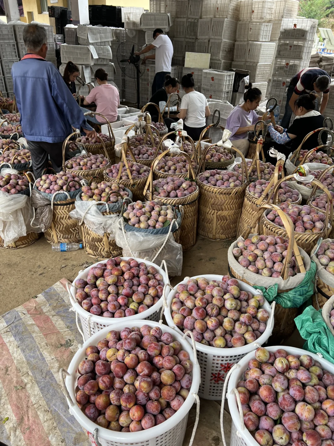 走进大山的农产品展销会！芙蓉李今年太便宜