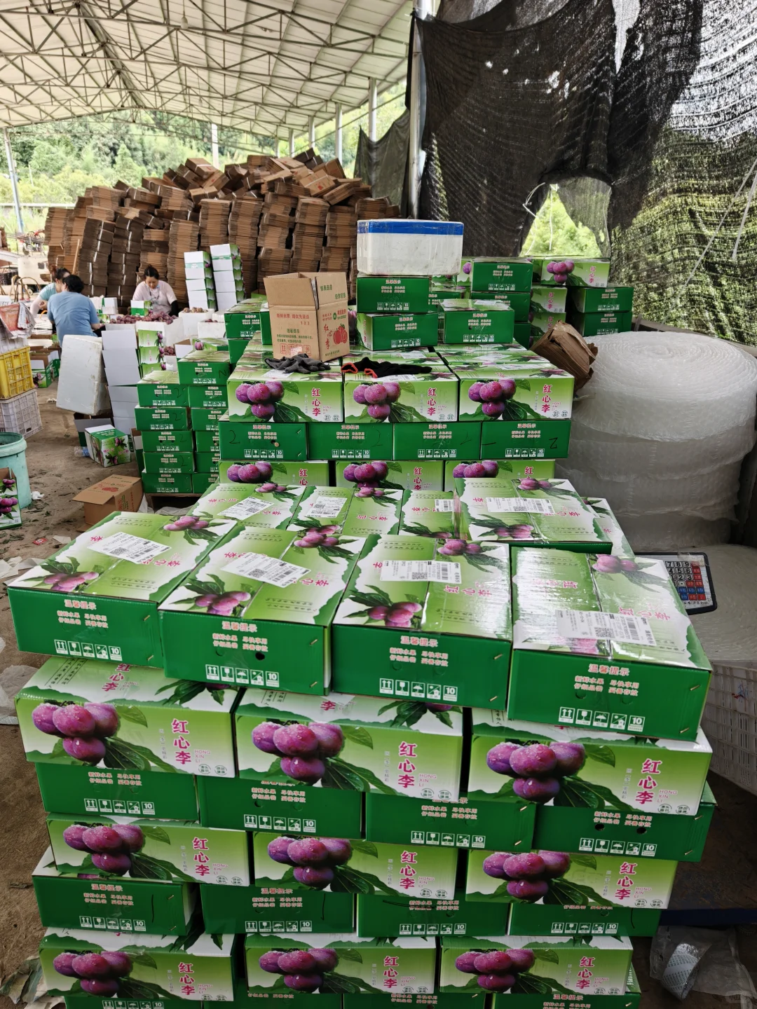 走进大山的农产品展销会！芙蓉李今年太便宜