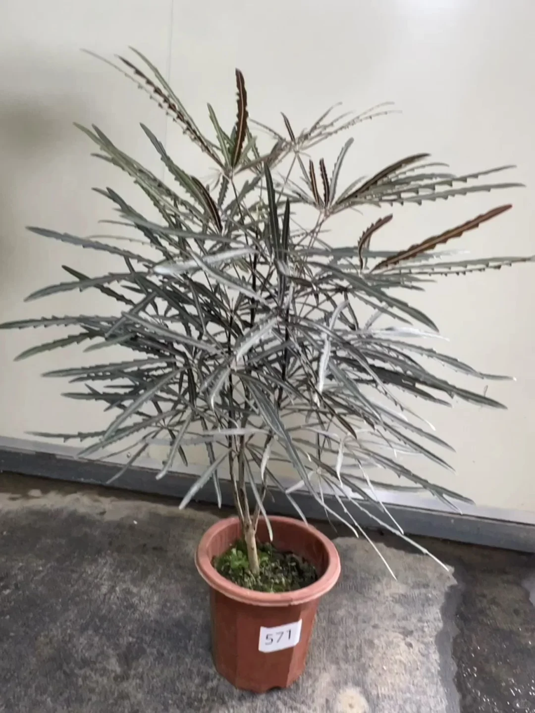 原来家里种的都是好植物～