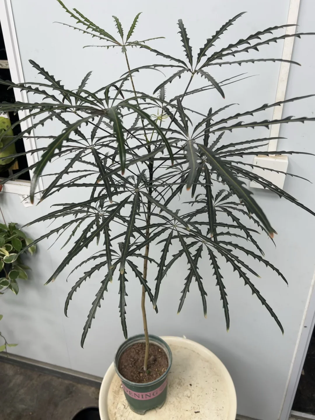 原来家里种的都是好植物～