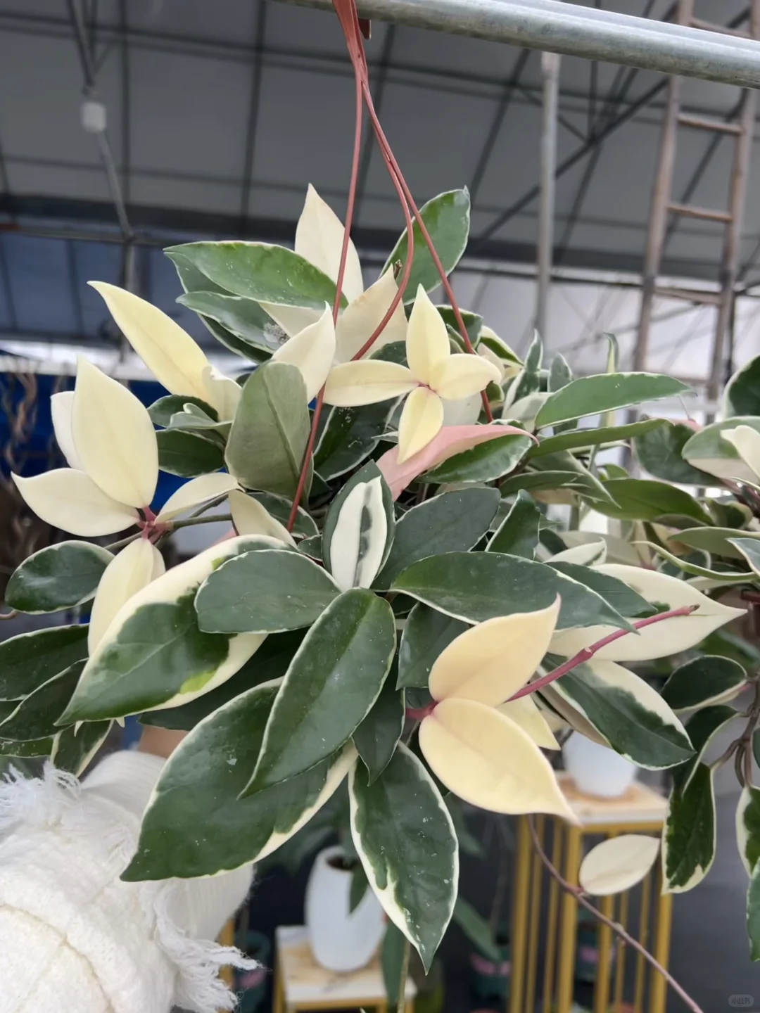 我的绿植爆盆繁殖～