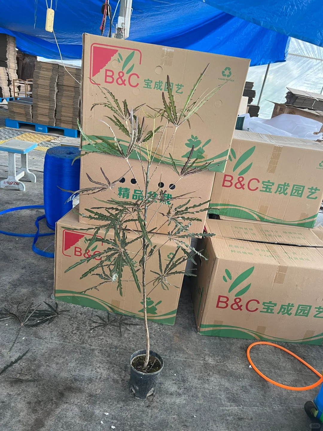 原来家里种的都是好植物～