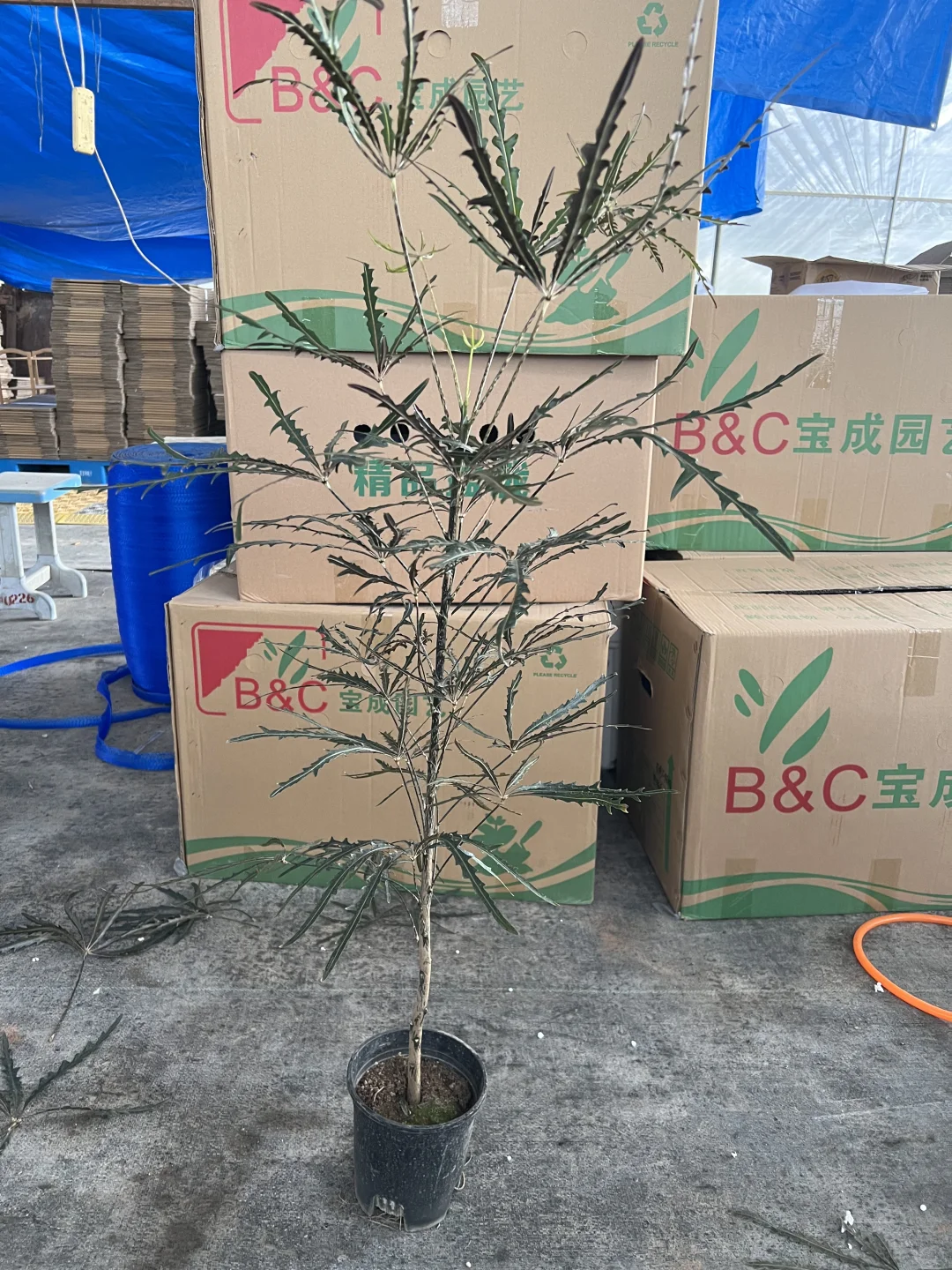 原来家里种的都是好植物～