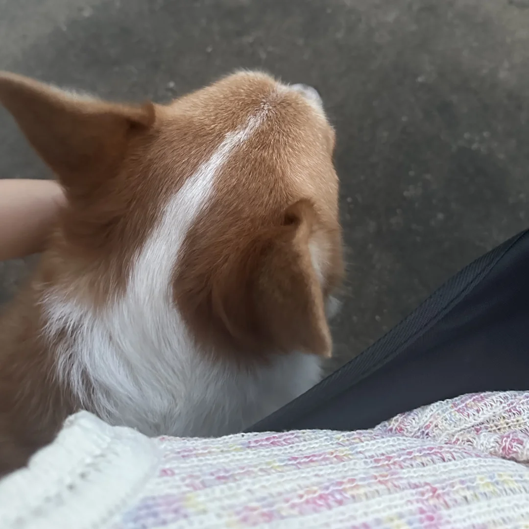 牛马设计师•一周展会逛吃小记plog