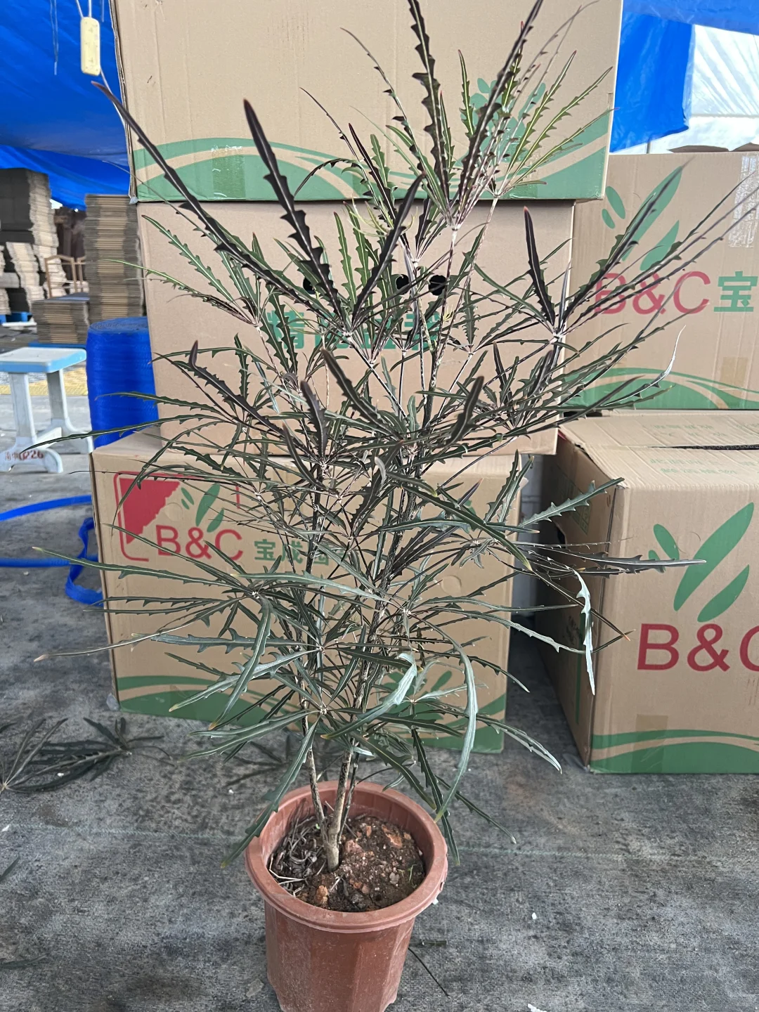 原来家里种的都是好植物～