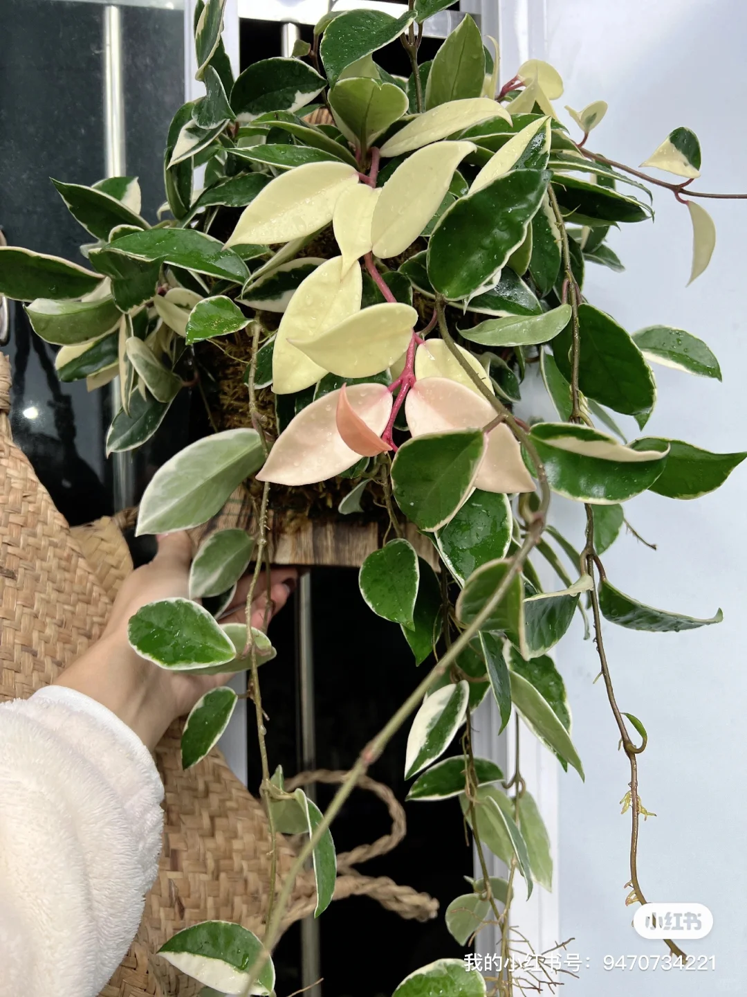 我的绿植爆盆繁殖～