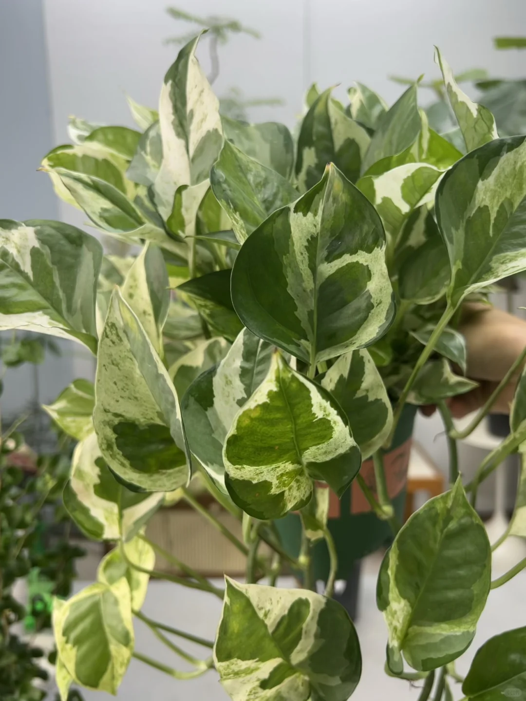 我的绿植爆盆繁殖～