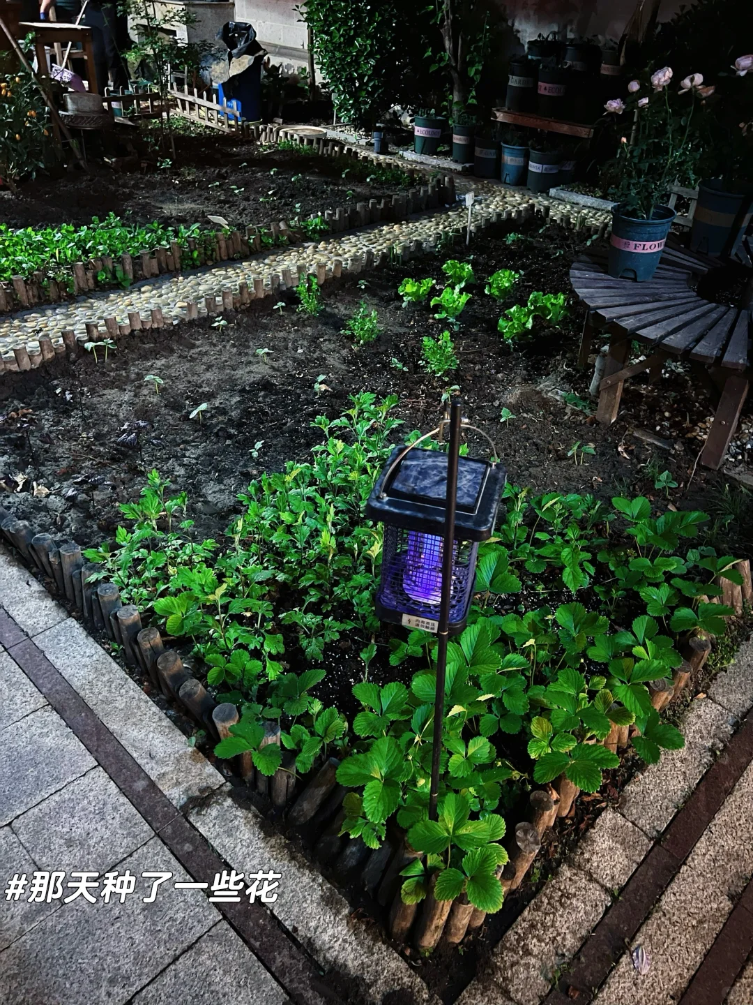 恭喜一下41岁独居的我,正在过i人的理想生活