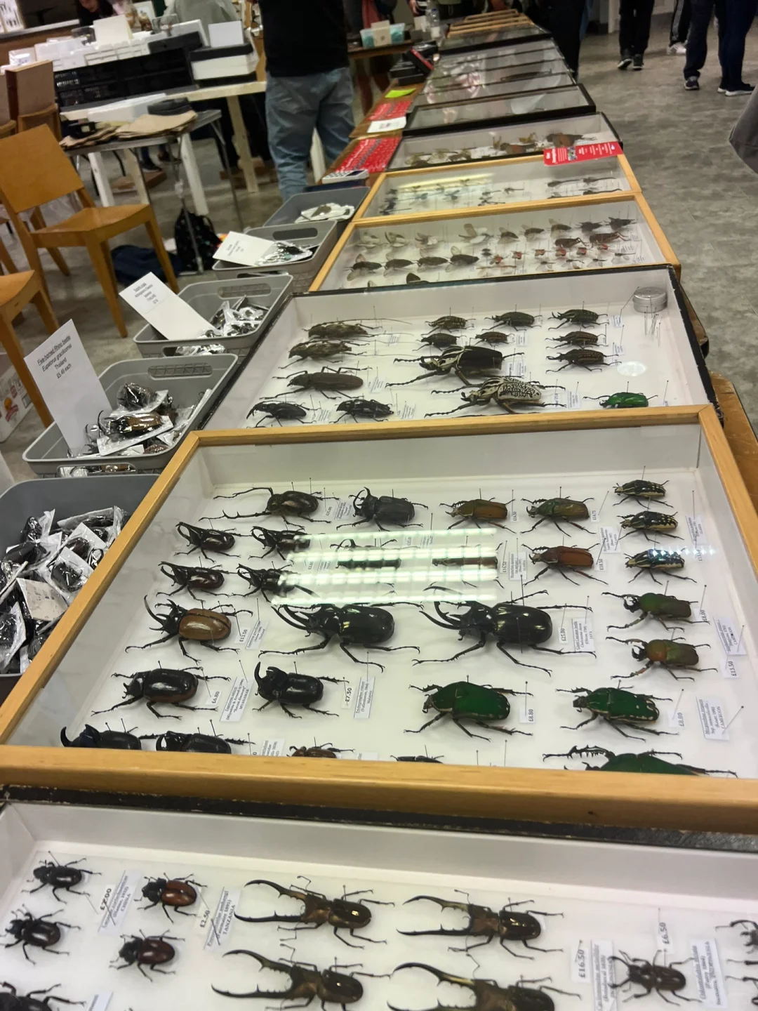 英国伦敦昆虫学展会