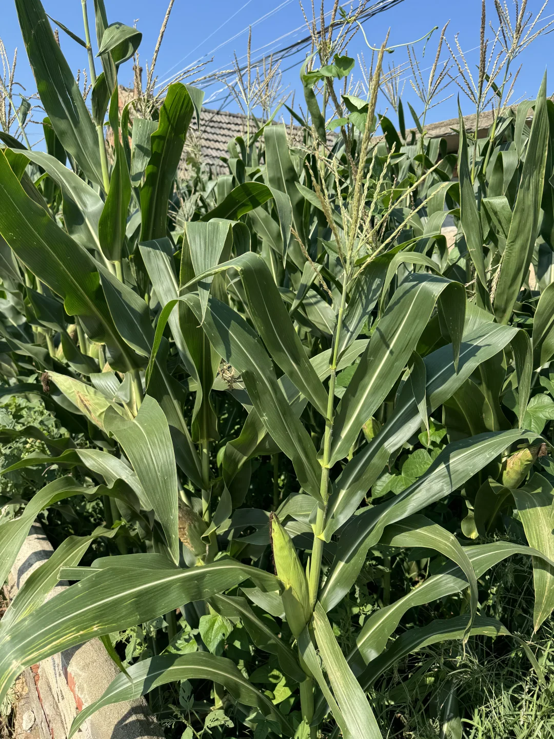 回老家看爷爷奶奶，延伸出对外贸的思考?