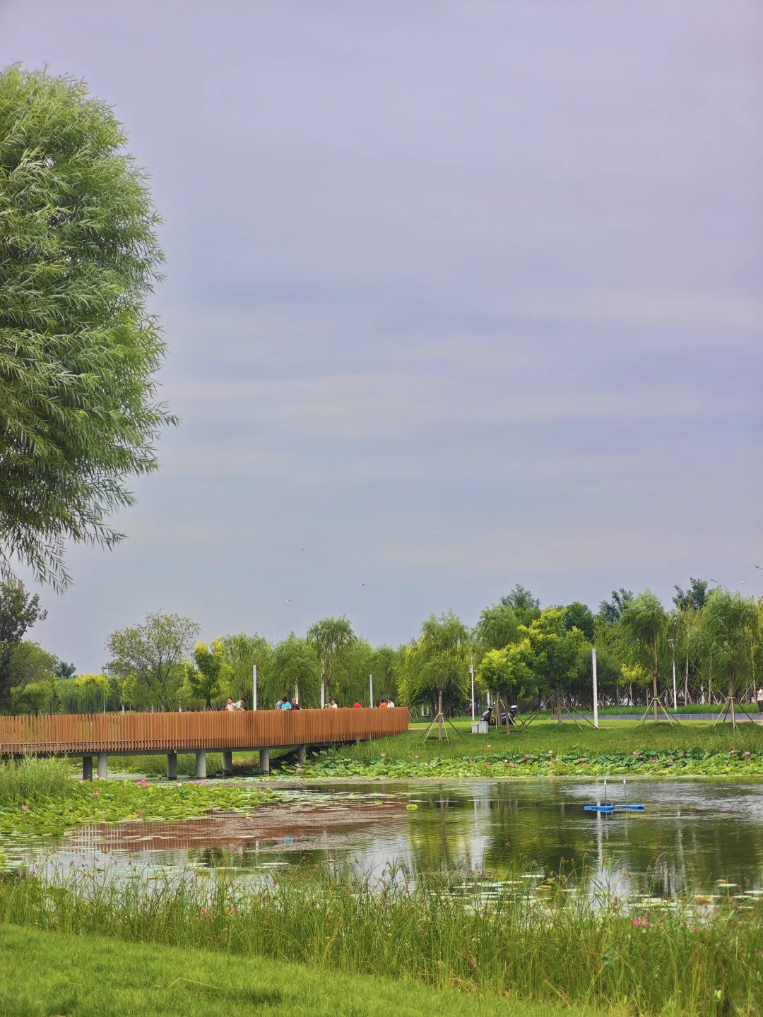 国展生态公园满眼?码头 海鸥 荷花?娃超爱