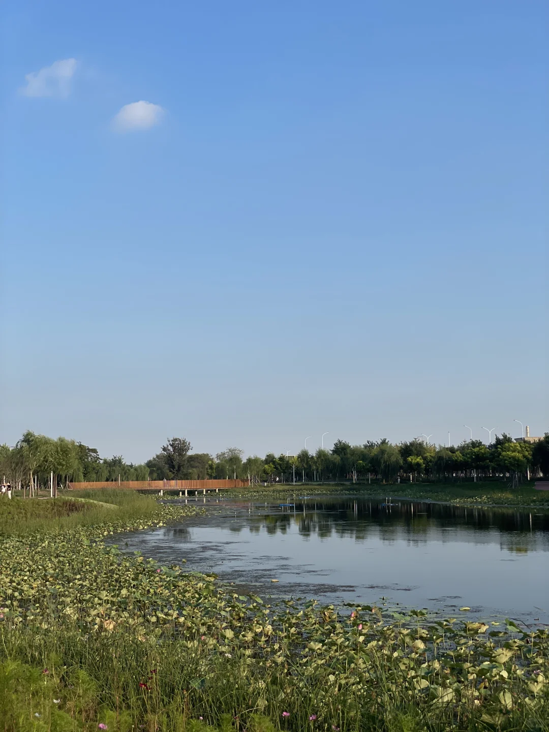 谁还不知道津南海河边美成这样！遛娃宝地！