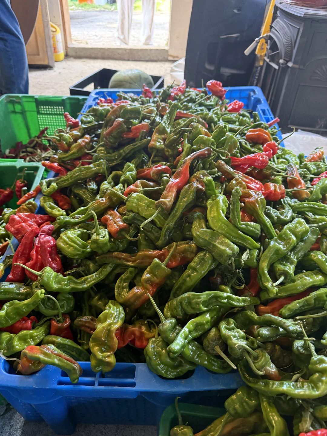 ??多伦多农场采摘