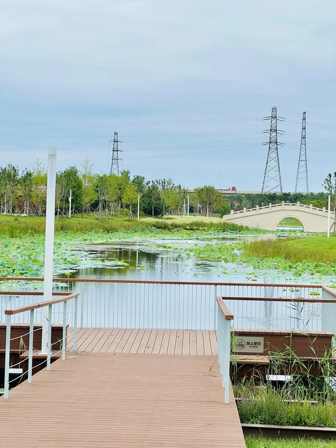 国展生态公园满眼?码头 海鸥 荷花?娃超爱