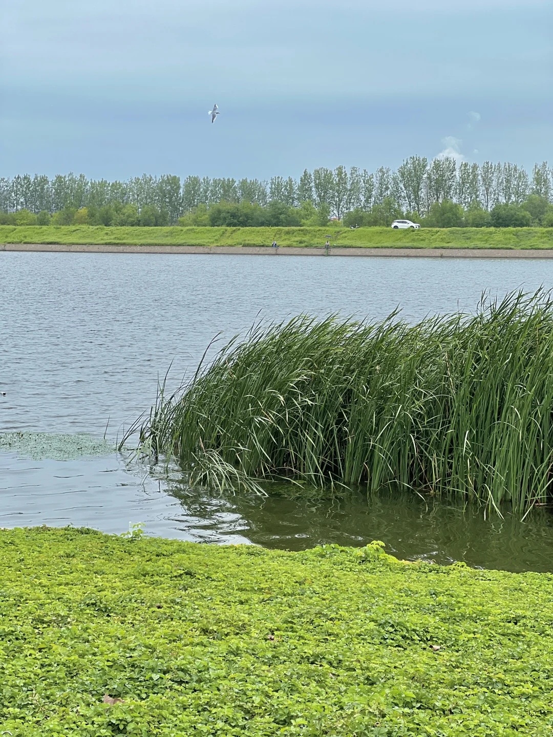 国展生态公园满眼?码头 海鸥 荷花?娃超爱
