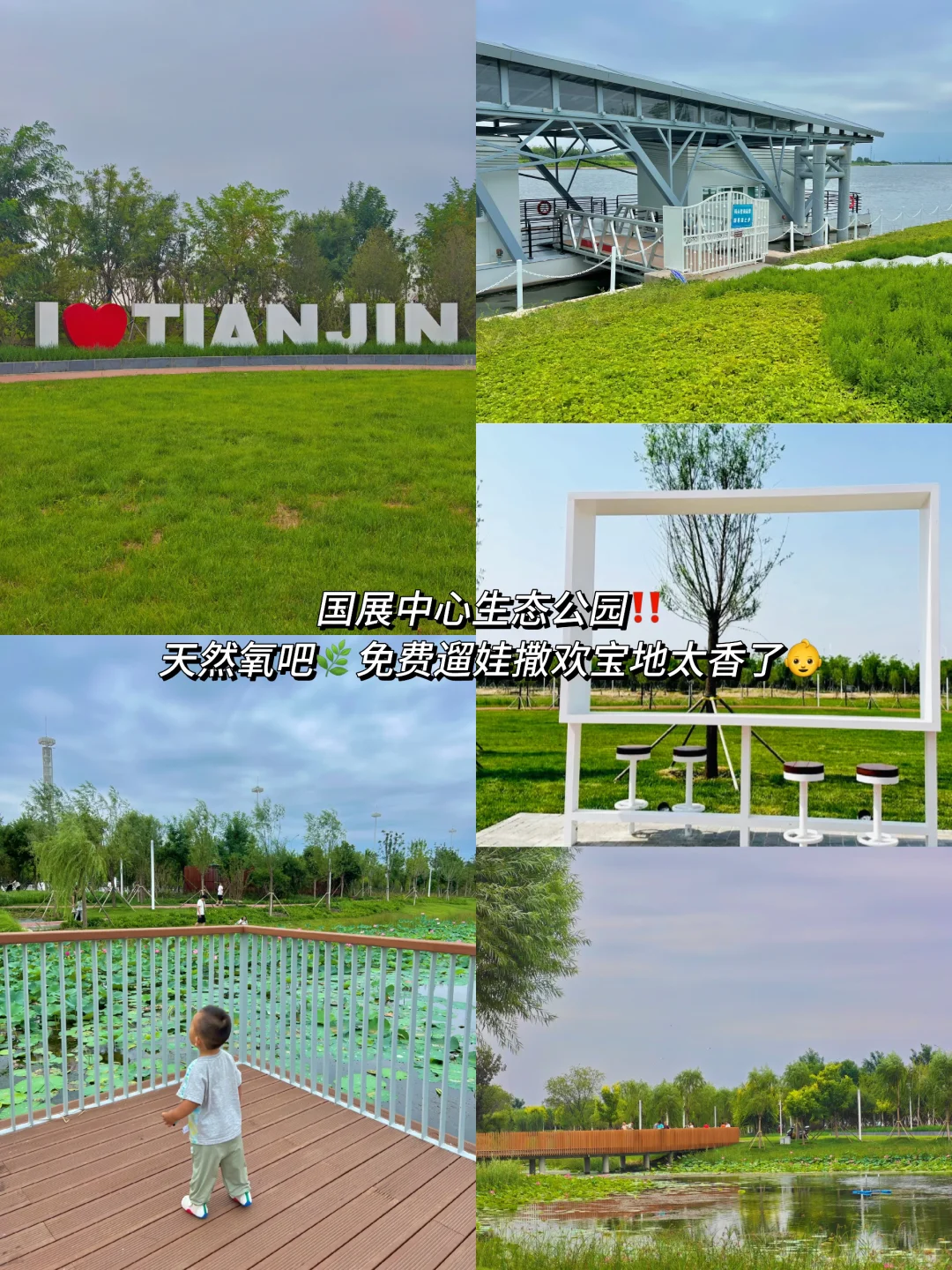 国展生态公园满眼?码头 海鸥 荷花?娃超爱