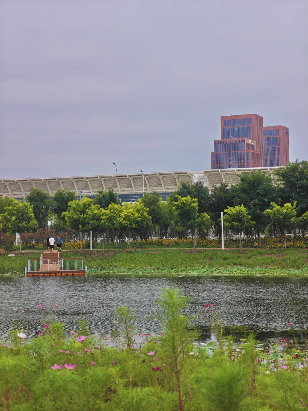 国展生态公园满眼?码头 海鸥 荷花?娃超爱