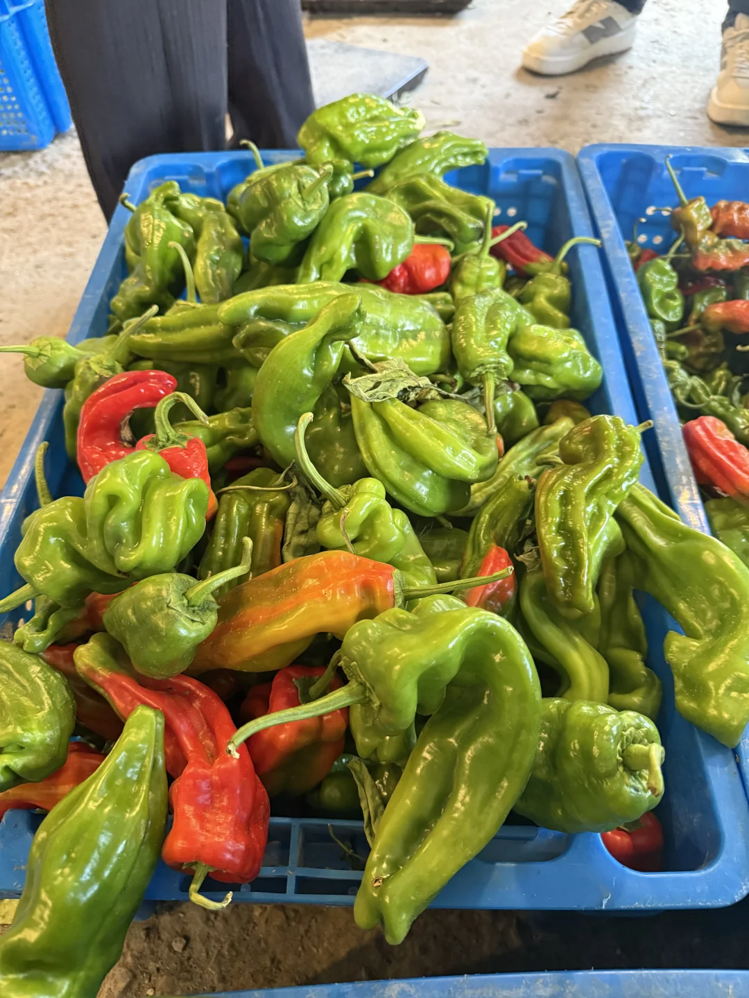 ??多伦多农场采摘