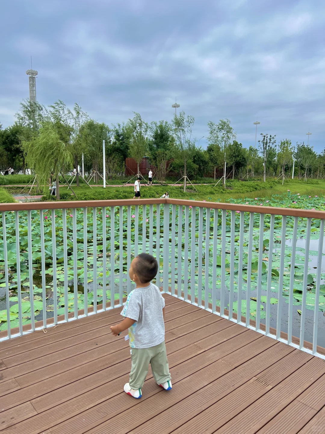 国展生态公园满眼?码头 海鸥 荷花?娃超爱