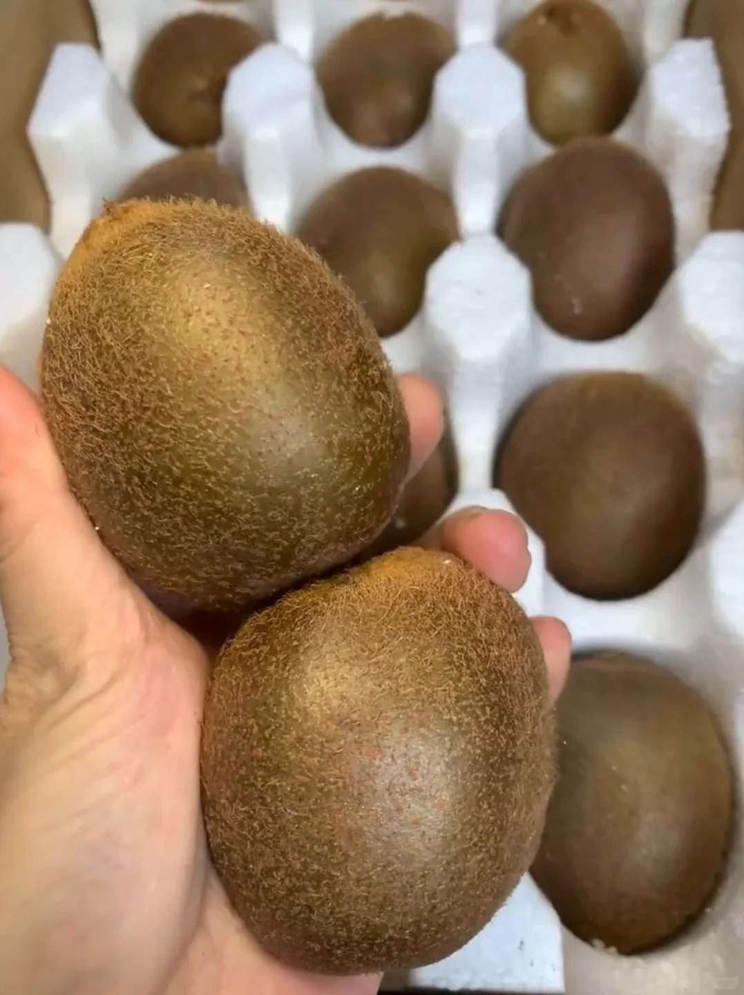 办公室下午茶新宠｜爆汁猕猴桃团购开启