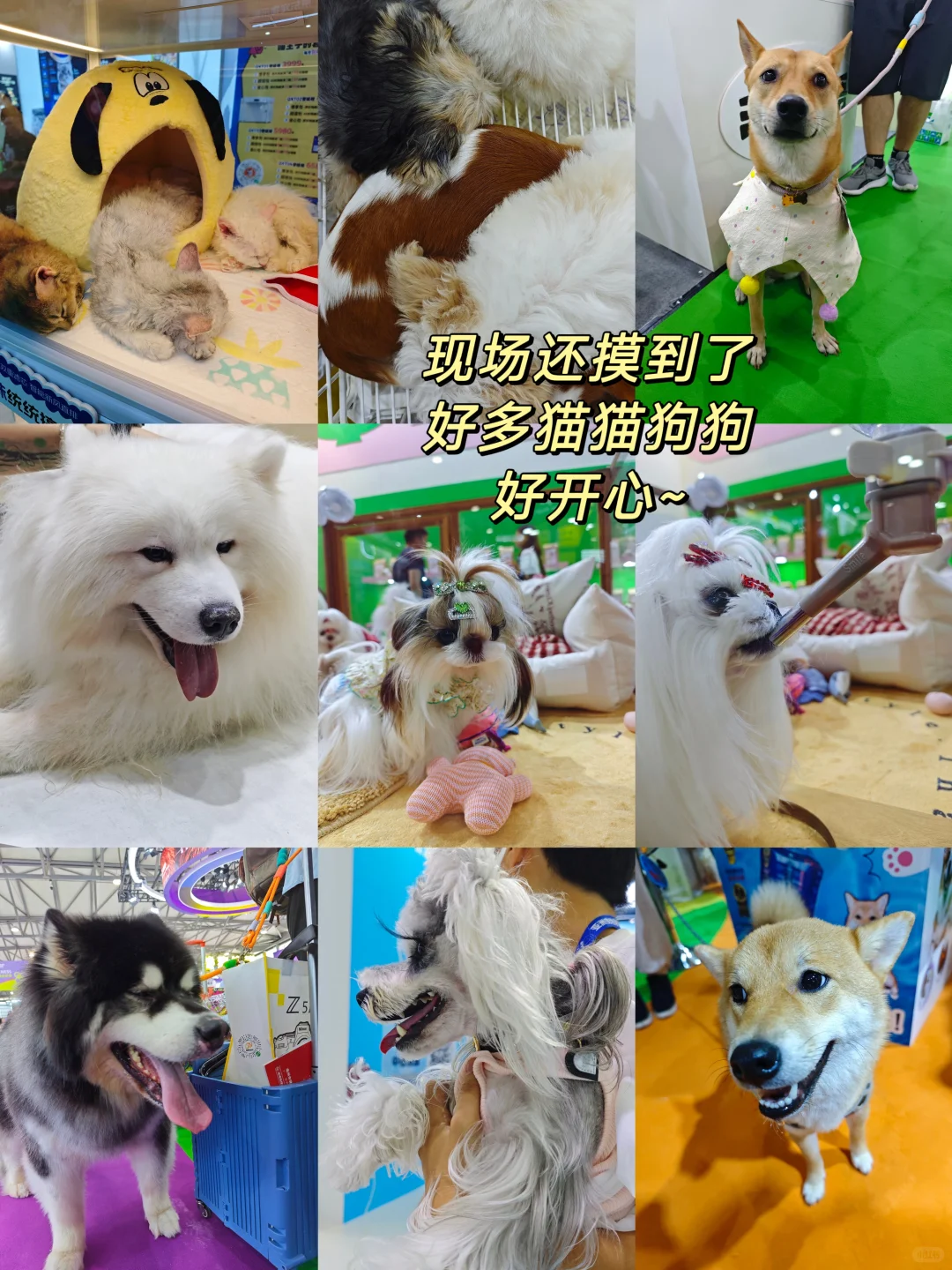 2025亚宠展超全逛展攻略分享